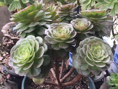 -金科花卉市场