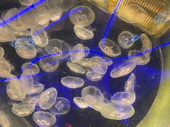 -海合安成都极地海洋公园