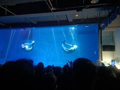 -芜湖新华联大白鲸海洋公园