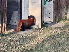 -合肥野生动物园