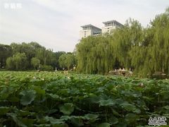 -紫竹院公园冰场