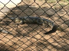 -咬不得高祖生煎·简餐(城站店)