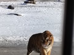 -横道河子东北虎林园
