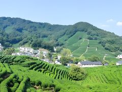 -龙井村