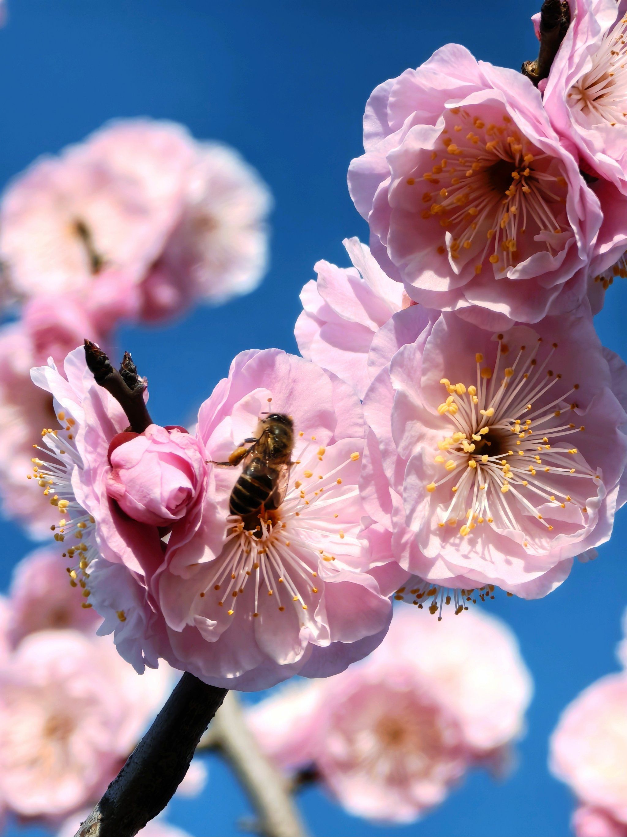 上海植物园看最后一波梅花