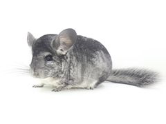 -龙猫仔乐园(惠福东路店)