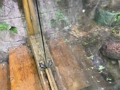 -上海大自然野生昆虫馆(东方明珠·爬宠昆虫探索中心)