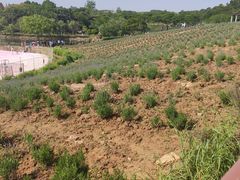 -大塘金香草谷