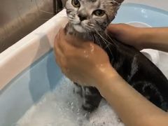 -PETKIT小佩宠物·低压洗护(国顺东路店)