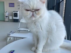 -怪兽屋·羊驼·猫咖·狗咖(俊华广场店)