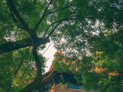 -北京国子监胡同