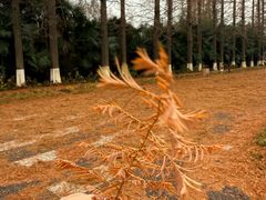 -黄海国家森林公园