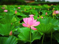 -荷塘月色湿地公园·向阳花洲