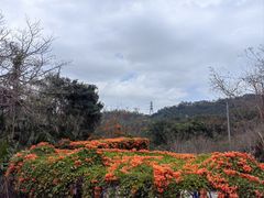 -深圳仙湖植物园