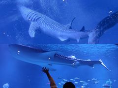 -烟台海昌鲸鲨海洋公园