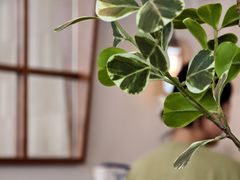 -六六·抹茶66’s SALDessert(保利时光里店)