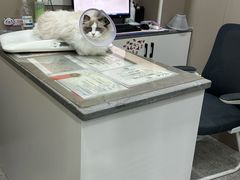 -四月宠物医院·猫专科·心脏专科·内科(转塘店)