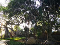 -瑞丽独树成林风景区