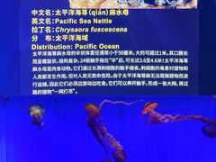 -上海海洋水族馆