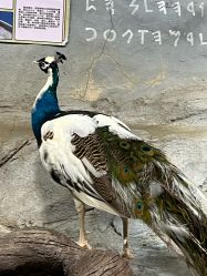 -Zoolung Zoolung动物主题公园(海信广场店)