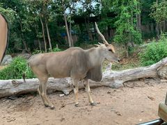 -清迈夜间动物园