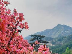 -木兰云雾山