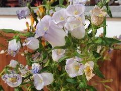 -八珍手工水饺·妈妈的爱(传芳巷店)