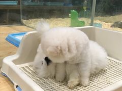 -龟与熊猫宠物公园(南坪店)