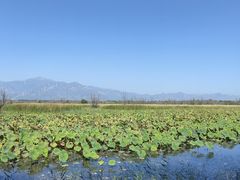 -野鸭湖国家湿地公园