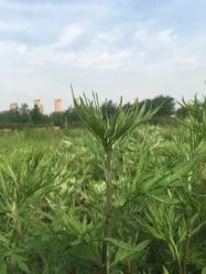 -HEYAN荷妍专业脱毛连锁机构