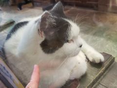 -猫咪博物馆(顶澳仔猫街店)