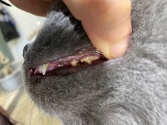 -PETKIT小佩宠物(昭化店)
