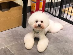 -小尾巴宠物店(万科·金域华庭店)