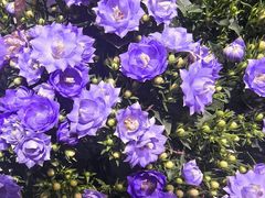 -花鸟鱼虫鲜花绿植市场(玉泉路店)