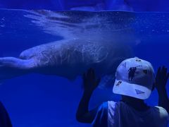 -烟台海昌鲸鲨海洋公园