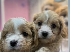 -翊宠yipet猫狗购宠庄园犬舍•猫舍