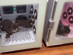 -中农大我爱我爱24h动物医院·中医针灸·猫专科·骨科医疗中心(双井店)
