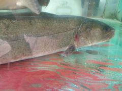 -新疆风味冷水鱼庄(友谊峰路店)