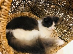 -飞行喵MR PILOT|猫舍·猫咖(静安大融城店)