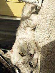 -众刺纹画·纹身·穿孔饰品·海娜定制