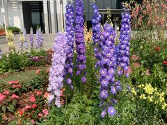 -深圳国际园林花卉博览园