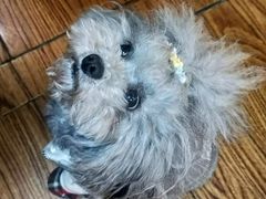 -志龙皇冠吃货椰子铺