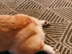 -the rug 飞毯 (朝阳公园店)