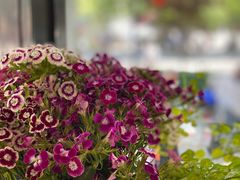 -囿面传统制面馆(中央路店)