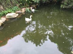 -厦门园林植物园-植物园滴水山房