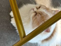 -飞行喵MR PILOT|猫舍·猫咖(静安大融城店)