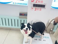 -北京观赏动物医院·24小时大型综合·猫专科·异宠专科