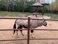 -大连森林动物园