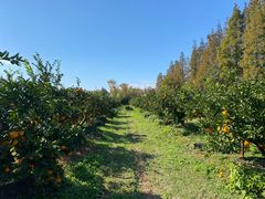 -前小桔亲子创意农场·草莓采摘·露营烧烤