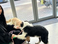 -爱佳宠物中心医院24H·CT·骨外科·猫专科(瑶海万达店)